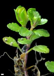 Veronica zygantha. Sprig. Scale = 1 mm.
 Image: P.J. Garnock-Jones © Te Papa CC-BY-NC 3.0 NZ